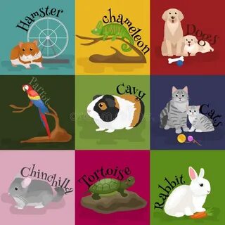 Кошка собака хомяк черепаха