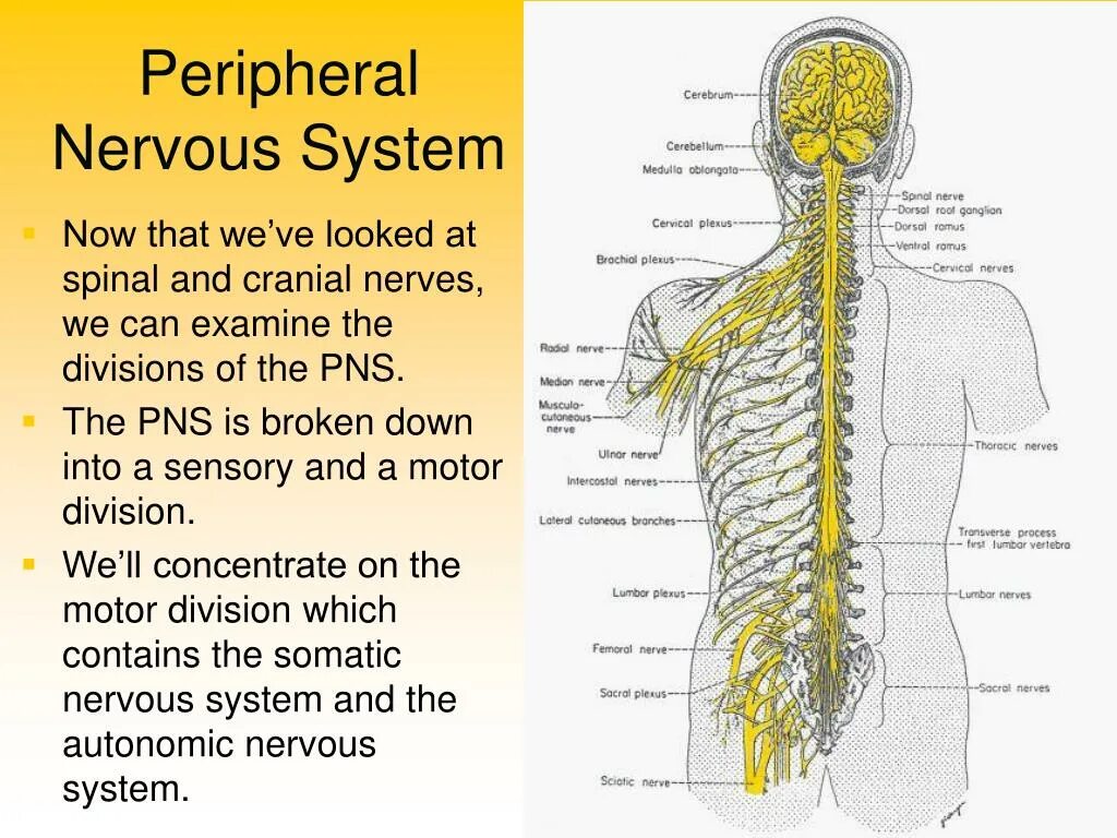 Нервная система. Peripheral nervous System. Нервная система на английском. The nervous System (Divisions):. Нервная система латынь