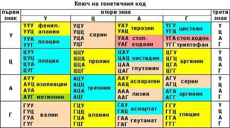 Последовательность триплетов в цепи