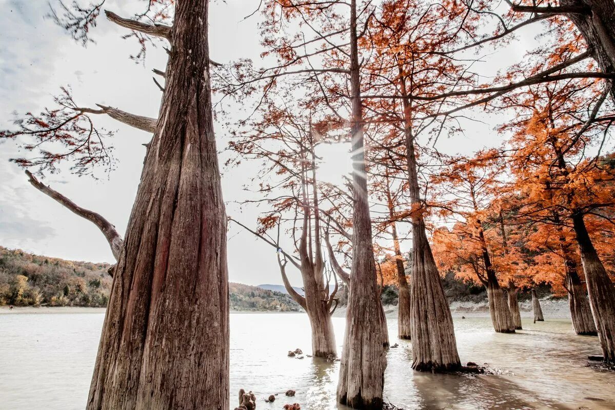 таксодиум болотный кипарис дыхательные корни. болотный кипарис фото. болотного кипариса (taxodium). кипарисовое озеро сукко. таксодиум двурядный болотный кипарис.