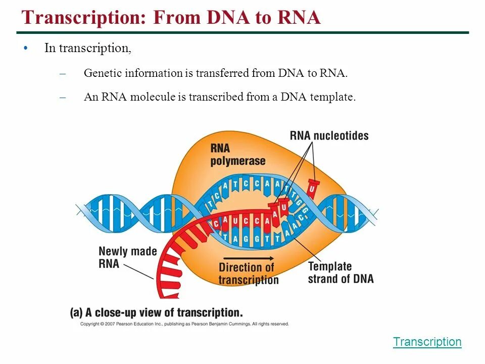 DNA Transcription. Полимераза Эпсилон. ДНК полимераза Эпсилон обладает характеристиками. Arthropleura Transcription.