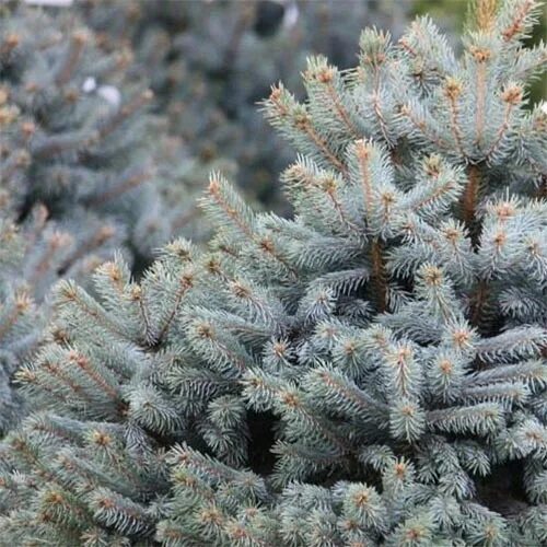 Picea pungens super blue seedling. Супер блю ель голубая. Блю сидлинг описание. Голубая ель блю сидлинг. Ель picea pungens super blue.