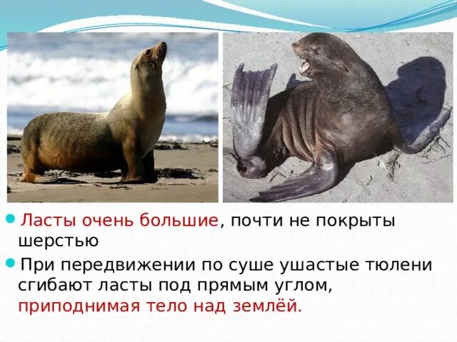 Значение выделенного слова ластоногих