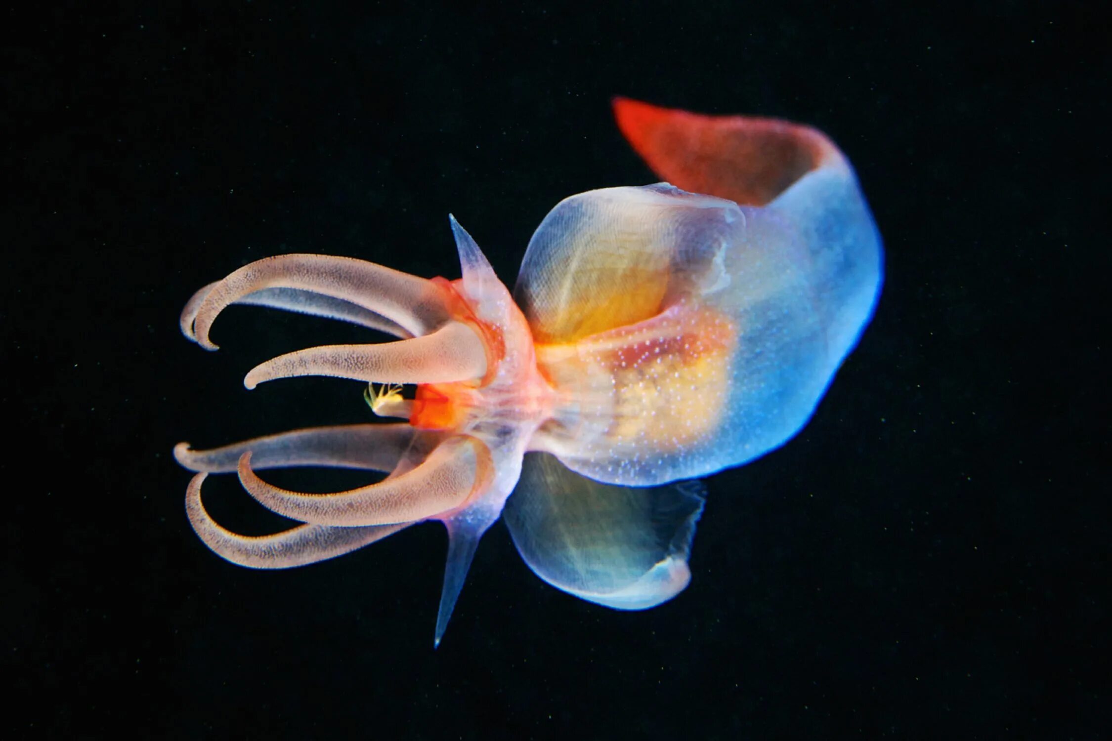 Обитатели моря глубина. Морской ангел крылоногий моллюск. Клион морской ангел.