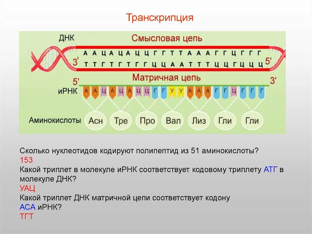 Сколько нуклеотидов содержат гены. Генетическая последовательность. ИРНК. Триплет нуклеотидов. Триплет ДНК.