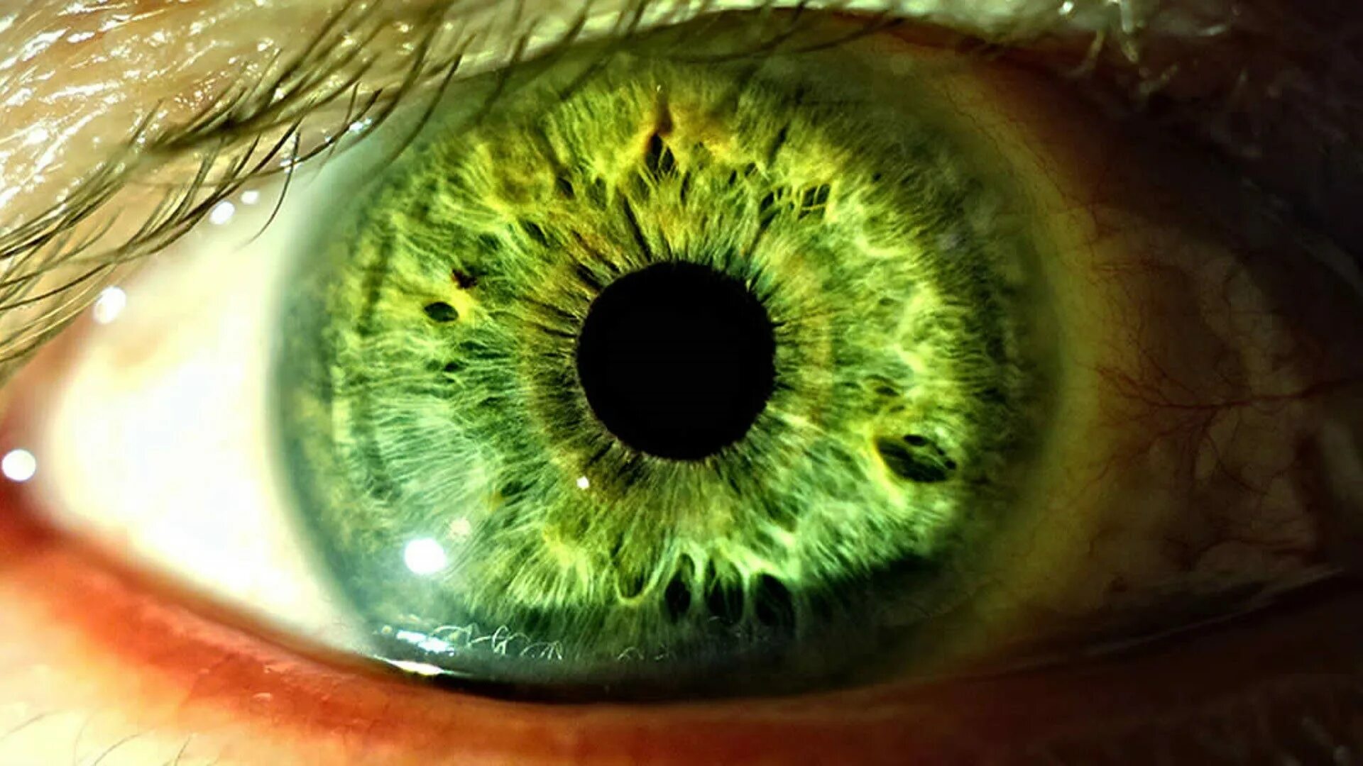 Зелёные глаза. Красивые Радужки глаз. Зеленая радужка глаз. Ярко зеленые глаза.