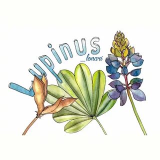Люпины подпись