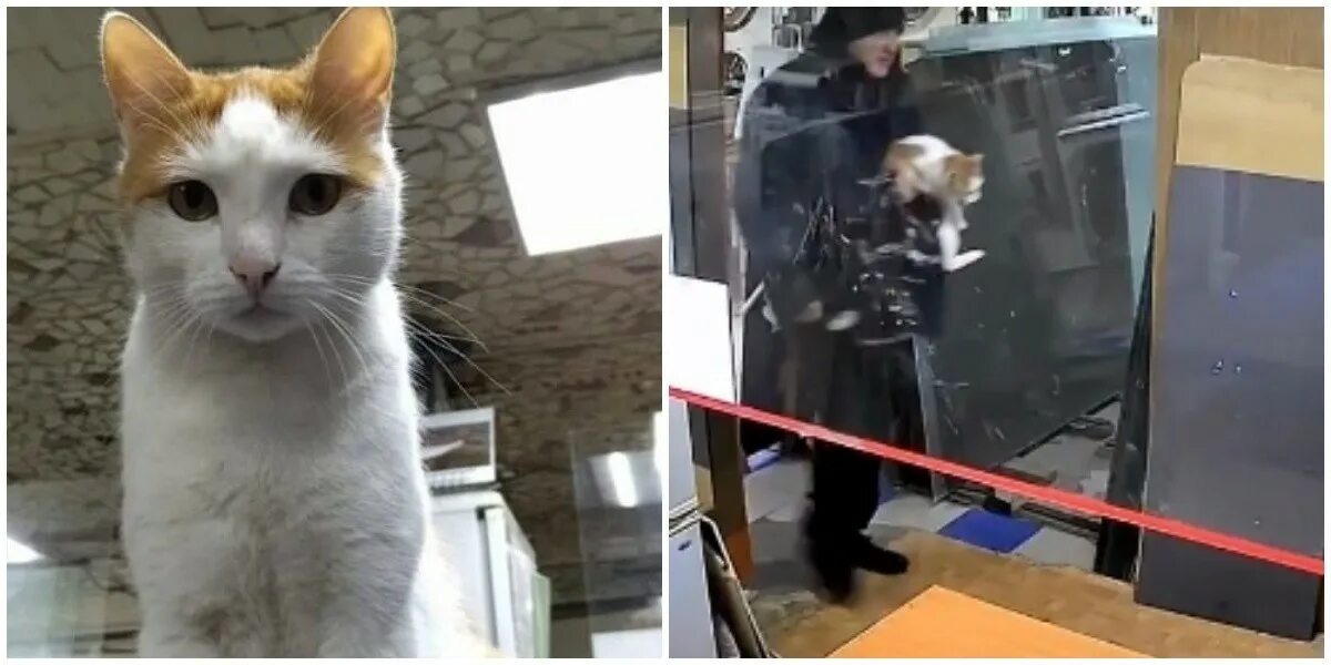 Кошки воровали. Кошки воровали. Кошки воровали. Нашкодившие коты. Кошка воришка.