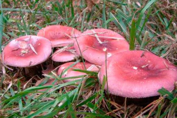 Грибы с розовой шляпкой название и фото. Сыроежки съедобные. Грибы волнушки сыроежки. Сыроежка розовая. Сыроежка розовая.