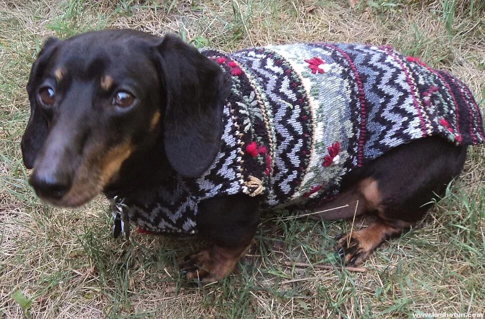 Одежда для собак такса. Комбинезон для таксы. Комбез для таксы. Порода такса. Одежда на таксу мальчика.