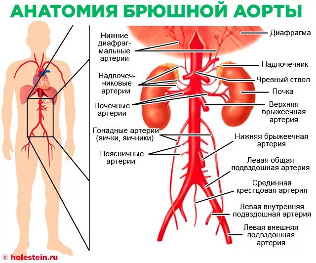Брюшная аорта и подвздошные артерии. Анатомия сосудов брюшной полости чревный ствол. Атеросклеротические изменения брюшного отдела аорты. Артерии аорты анатомия.