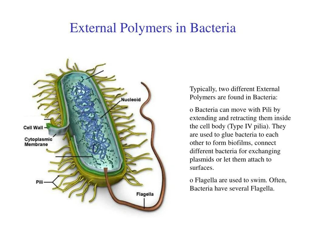 Бактерии содержит ядро. Строение бактериальной клетки. Описание строения бактериальной клетки. Прокариотическая клетка bacteria. Строение клетки прокариот бактерии.