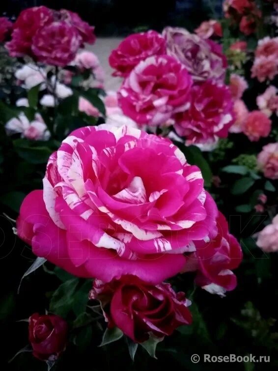 энциклопедия роз анри