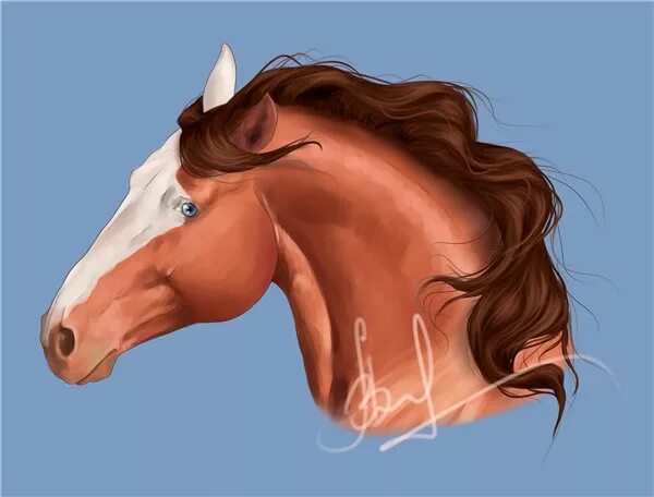 Голова лошади. Голова коня. Голова лошади с боку. Лицо лошади в профиль. Голова лошади в профиль.