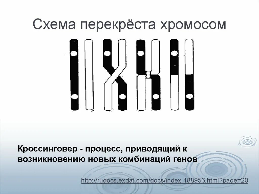 Образование новых комбинаций генов. Схема перекреста хромосом. Перекрест хромосом это. Схема процесса кроссинговера. Схема кроссинговера хромосом.