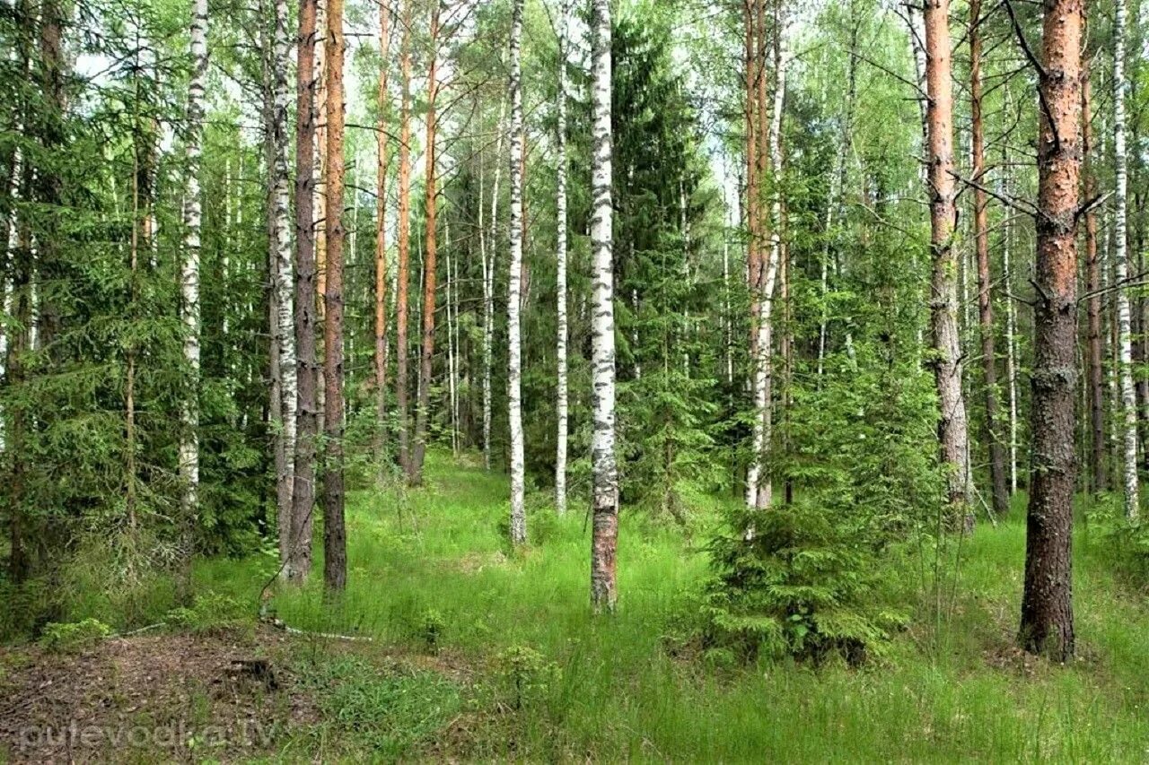Береза выше ели. Елово широколиственный лес. Березово Сосновый лес. Смешанные леса Чувашии. Смешанный лес в Беларуси.
