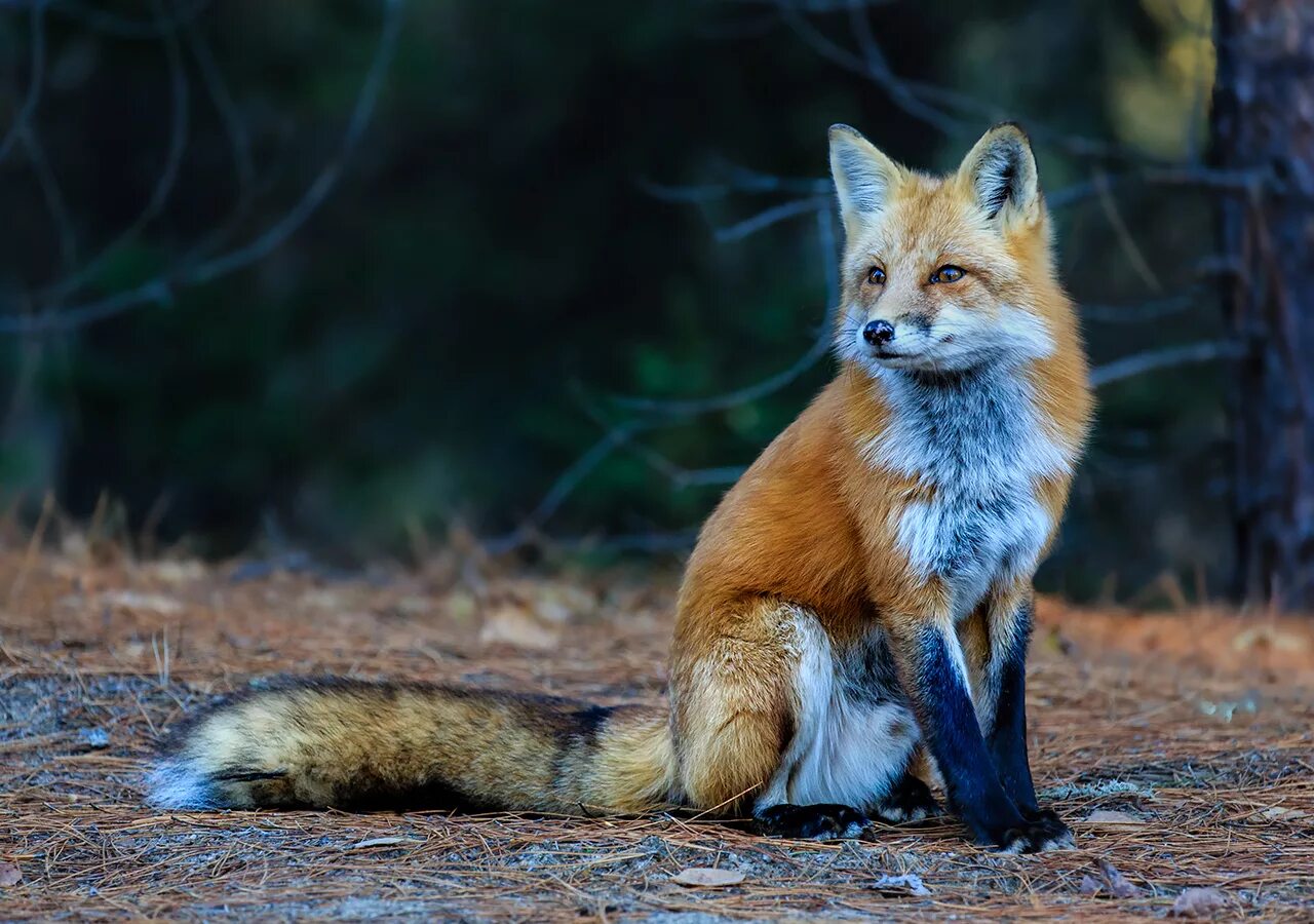 В каком fox. Пампасская лисица. Лисица обыкновенная лисица. Обыкновенная лисица (рыжая лисица). Лисица обыкновенная Ставропольский край.