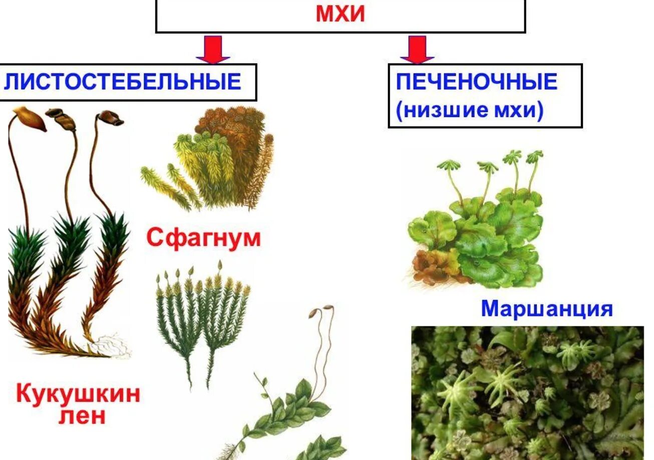 Три примера растений относящихся к мхам