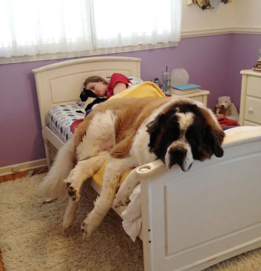 Завести большую собаку. Собаки для квартиры. Домашние животные для квартиры. Большие собаки для квартиры. Кровать для собаки.