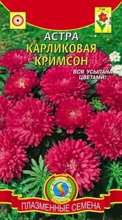 Низкорослые сорта астры название