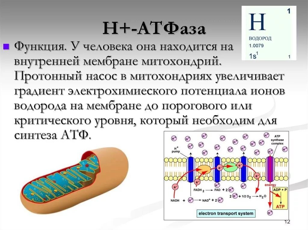 Протонный насос (н+-АТФАЗА). Протонный насос митохондрий. Разность потенциалов мембраны митохондрии. Водородный ионный насос. Функции митохондрии синтез белка