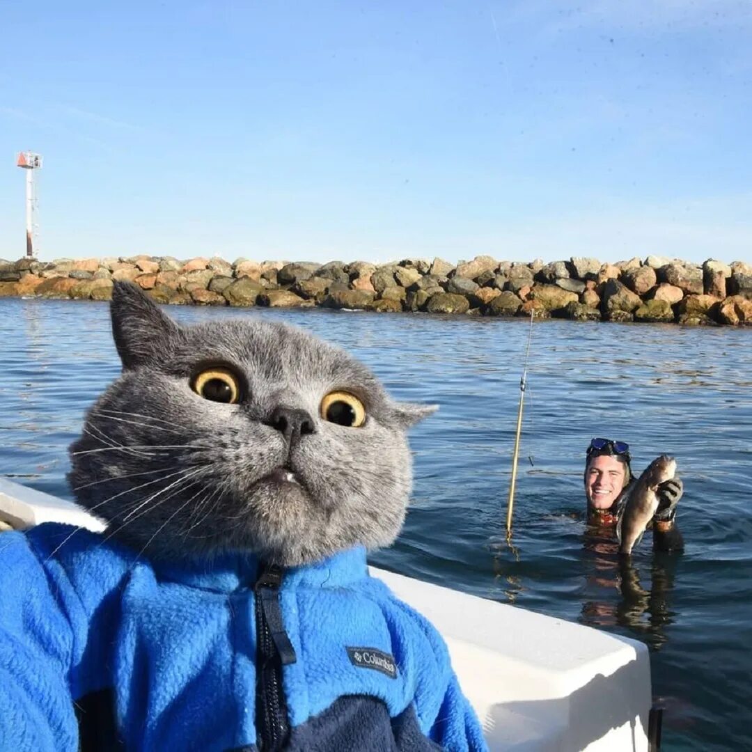 Mike cat