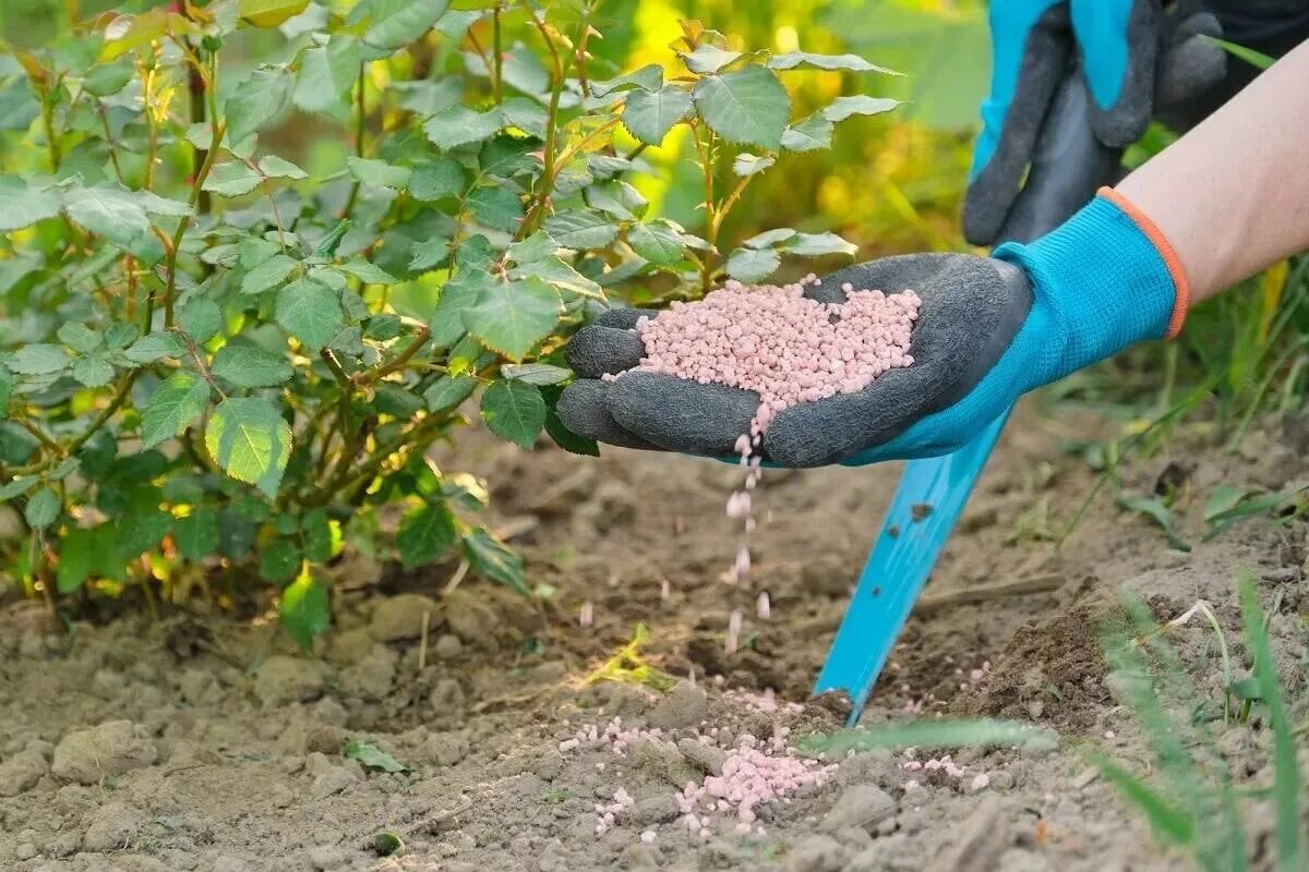 Подкормить цветы осенью. Удобрения для огорода осенью. Подкормка для роз. Удобрения осенью в саду и огороде. Цветник и удобрения.