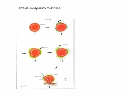 Эритроциты в иммунном ответе