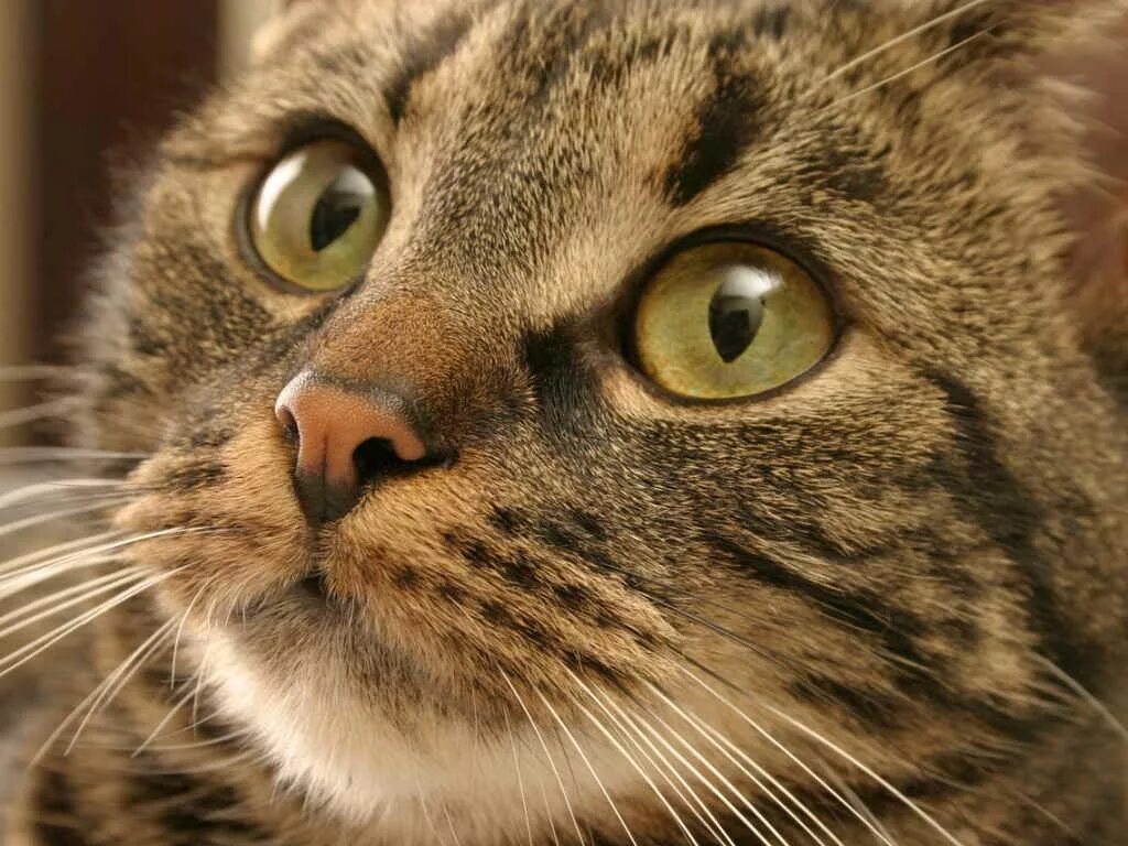 Переживающий кот. Кот переживает.