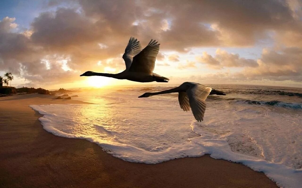 Птица улетающая вдаль. Птицы на закате. Лебеди над морем. Лебеди летят. Полет лебедя.