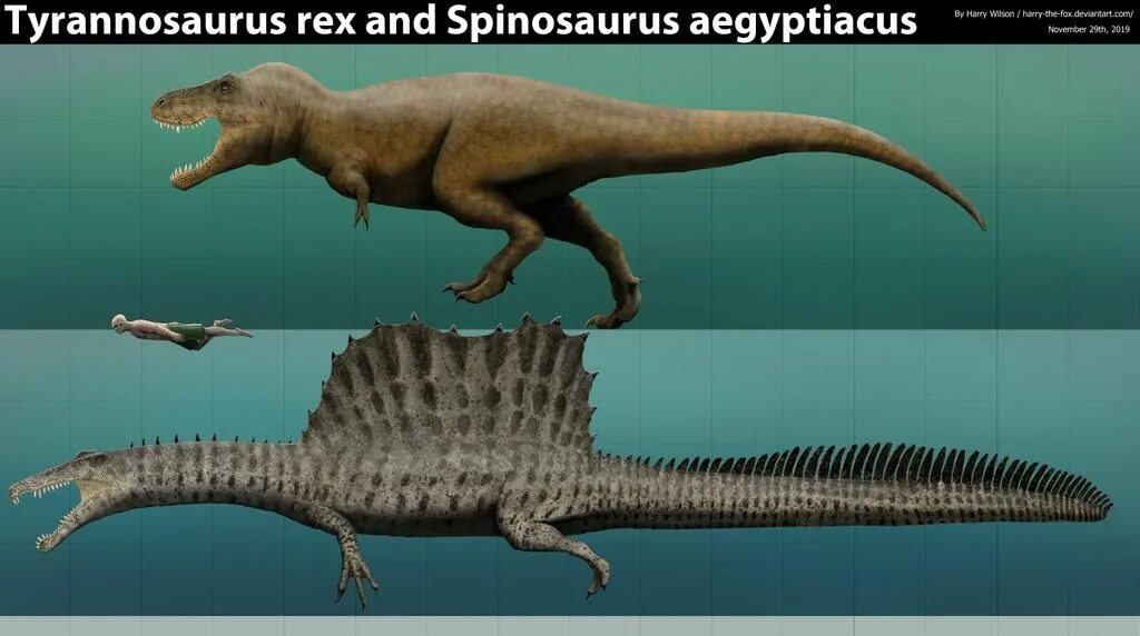 Тиранозавр размер. Спинозавр size comparison. спинозавр тиранозавр. tyrannosaurus rex size comparison. сравнение спинозавра и тиранозавра.