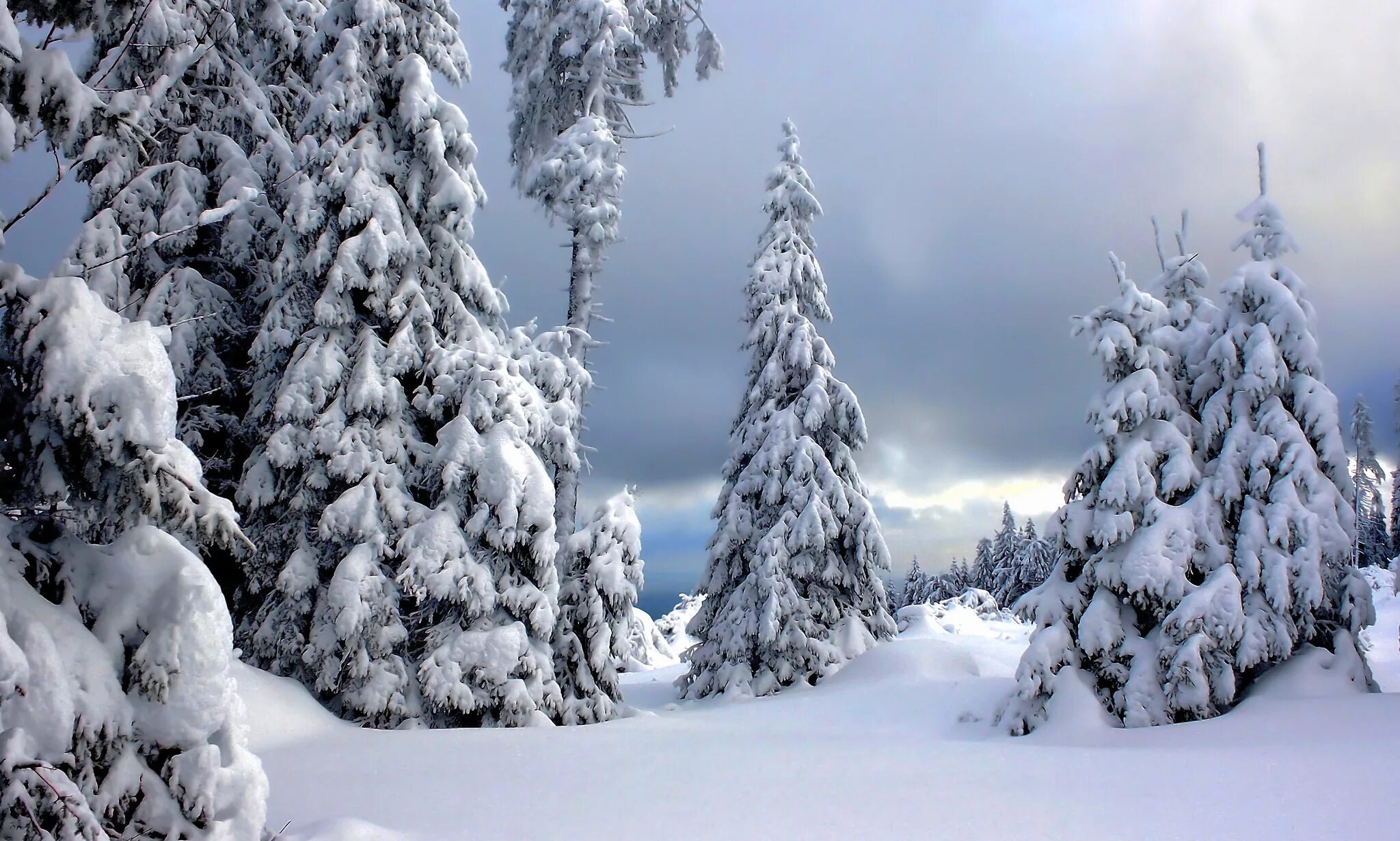 Зимняя природа. Ель в снегу. Зимний лес. Елка в снегу. Елки сугробы