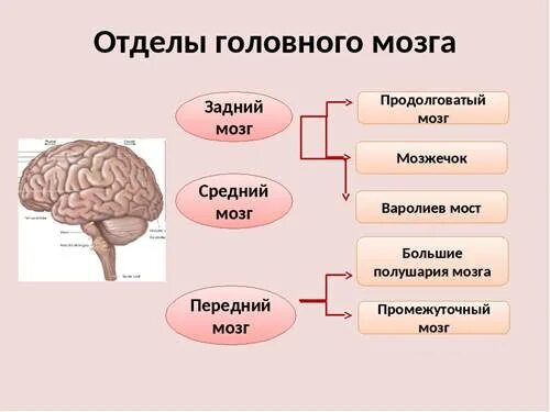 Задний головной мозг включает отделы