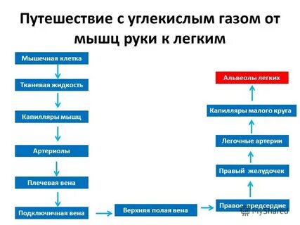 Углекислый газ от мышечных клеток к легким