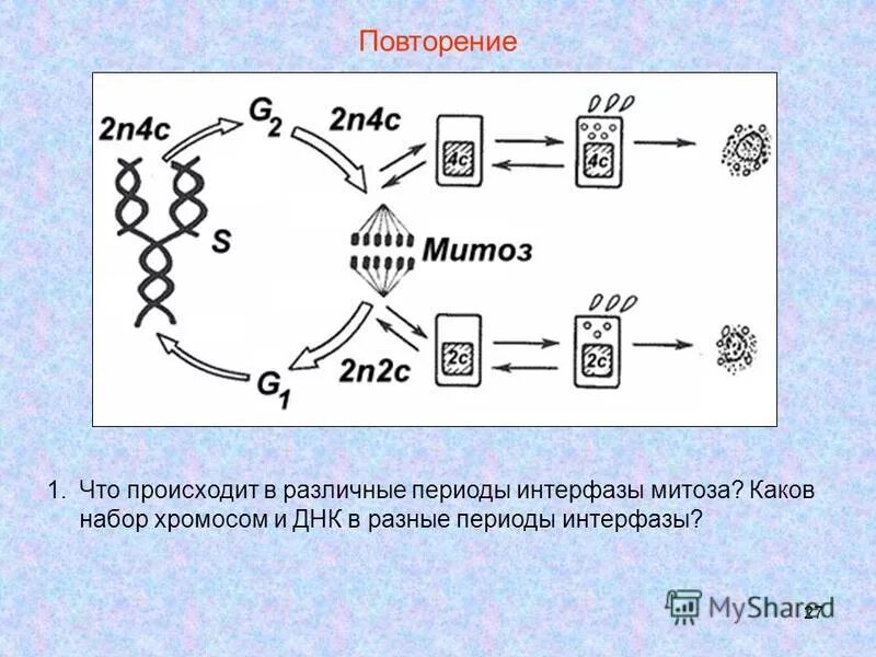 Интерфаза (подготовка клетки к делению)процесс. Динамика структуры хромосом в клеточном цикле. Постсинтетический период митоза. Строение хромосом в интерфазе. Строение хромосом в интерфазе.