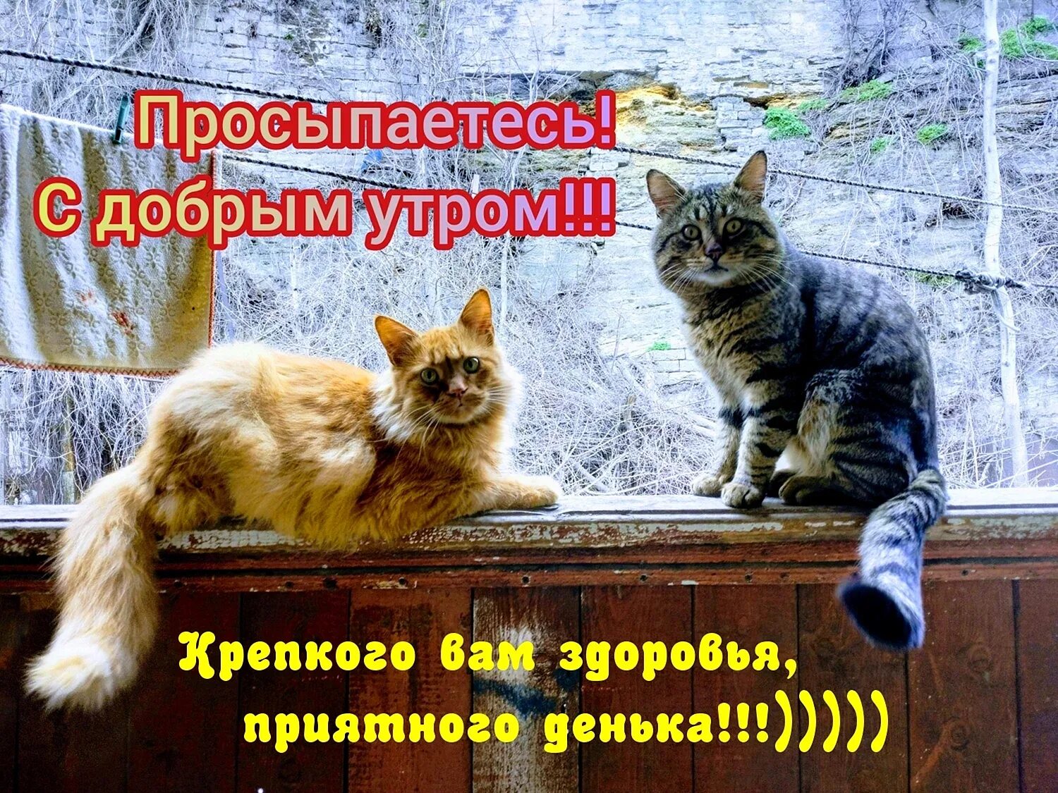 Вижу проснулись с добрым утром. Проснулись с добрым утром. доброе утро просыпайся. проснулись улыбнулись доброе утро. просыпайся с хорошим настроением.