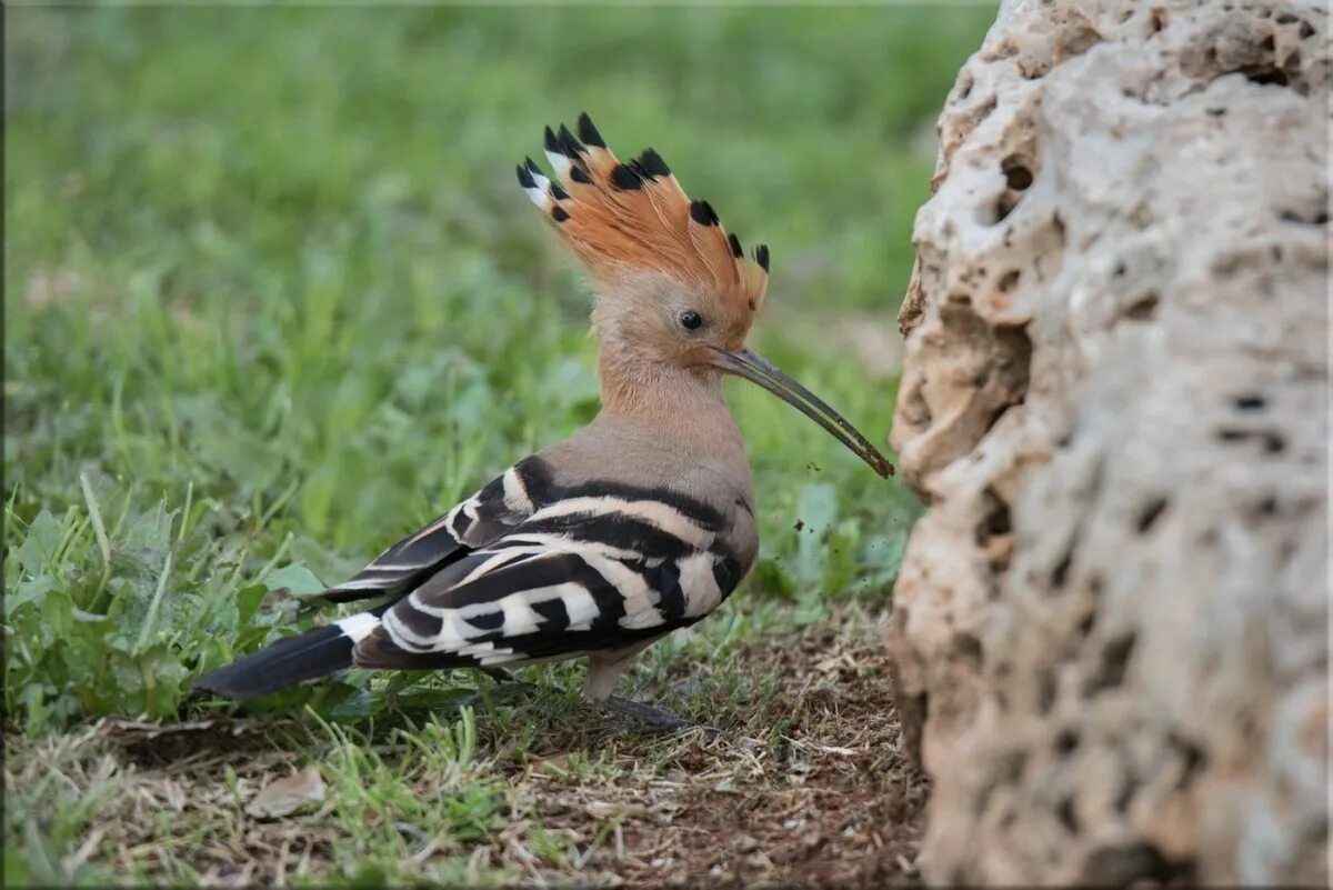 Удод кавказский. Удод степной. Удод обитает. Удод красная книга. Удод птенец.