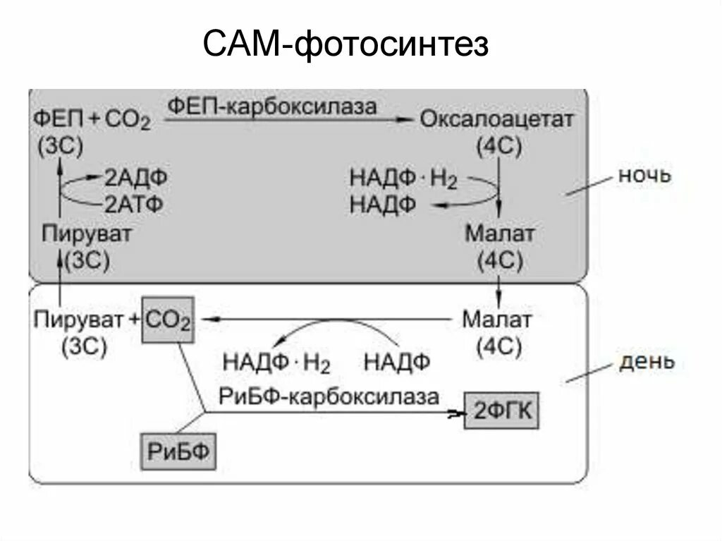 Co2 h2o фотосинтез. С4-путь фотосинтеза (цикл хетча — Слэка). Фотосинтез с4 путь хэтча Слэка. С4 путь фотосинтеза схема. С4 путь фотосинтеза кратко.