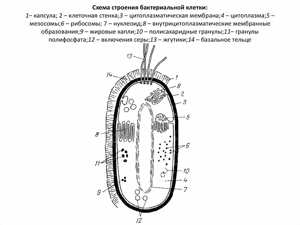 Схема строения бактериальной клетки микробиология. Строение прокариотической клетки микробиология. Схематическое изображение строения бактериальной клетки. 1. Строение бактериальной клетки..