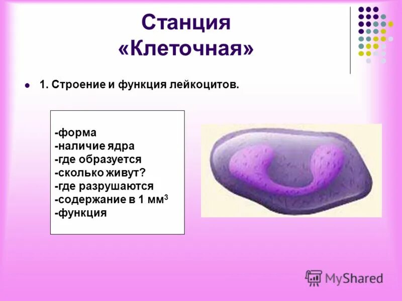 Наличие ядра человека. Строение лейкоцитов. Строение лейкоцитов человека. Лейкоциты форма и строение. Лейкоциты строение клетки.