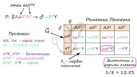 Ген карих глаз доминирует над геном голубых