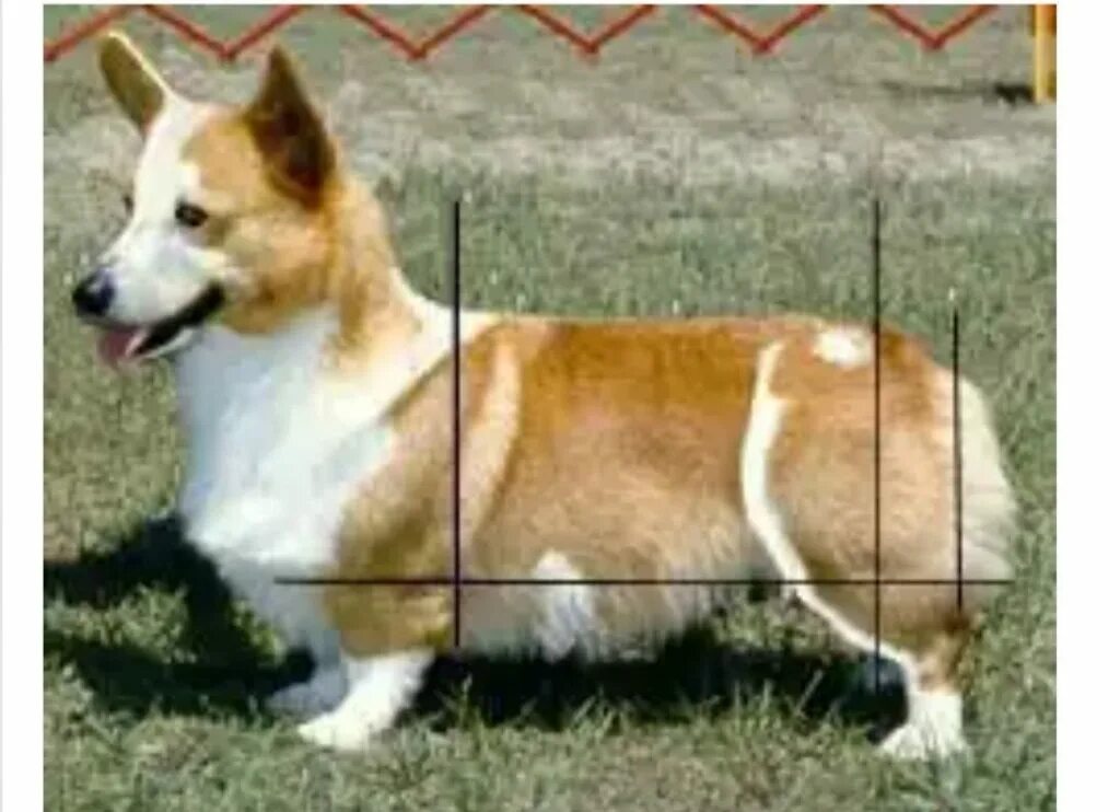 брак по окрасу. вельш корги кардиган тигровый. брак по окрасу. стандарт корги пемброк. аусси блю мерль.