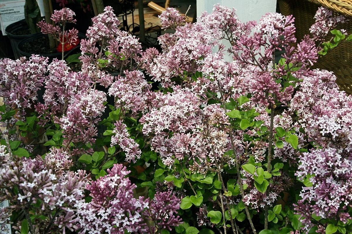 Сирень Мейера Палибин. Сирень Мейера (Syringa meyeri `Palibin`). Сирень Мейера 'Palibin' ("Палибин"). Сирень meyeri Palibin. Сирень майер