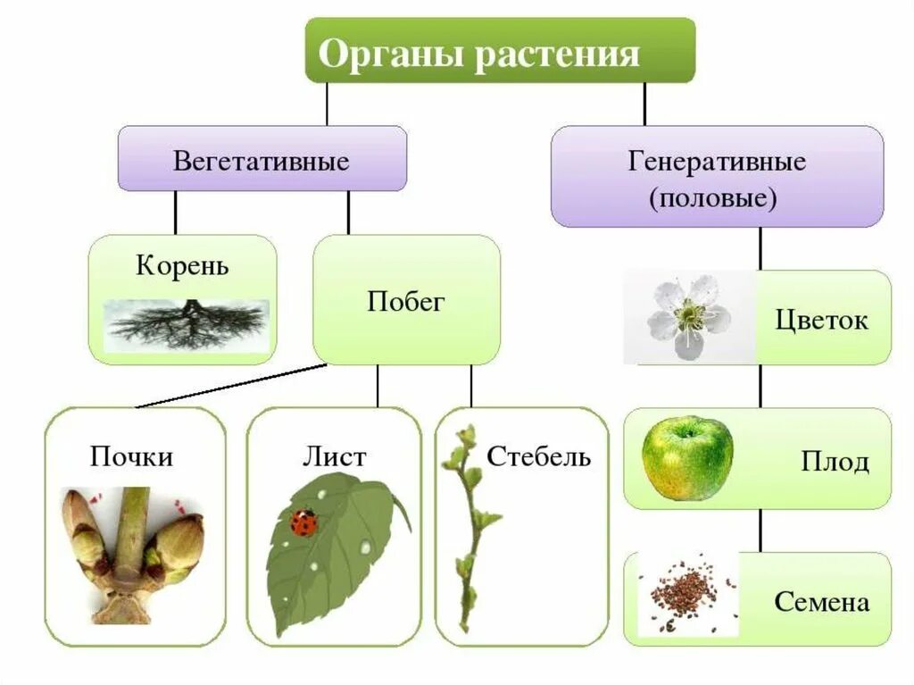 Генеративные органы перечислить. Органы растений вегетативные и генеративные схема. Схема органы растений вегетативные органы генеративные органы. Вегетативные органы и генеративные органы растений таблица. Генеративные органы растений схема.