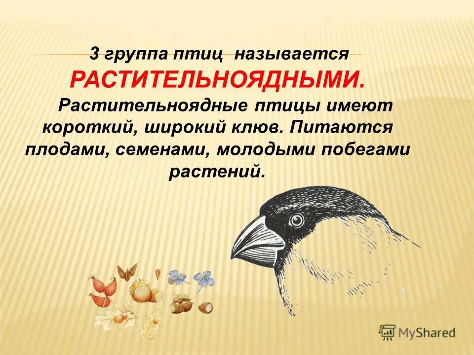 клювы птиц. разновидности клювов у птиц. типы клювов у птиц и их питание. удлинение клюва у насекомоядных птиц. удлинение клюва у насекомоядных птиц.