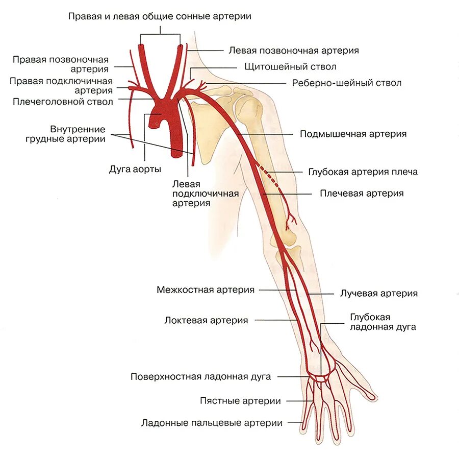 Кровообращение верхней конечности. Артерии верхней конечности схема. Артерии конечностей анатомия схема. Лучевая артерия анатомия схема. Поверхностная ладонная артериальная дуга.