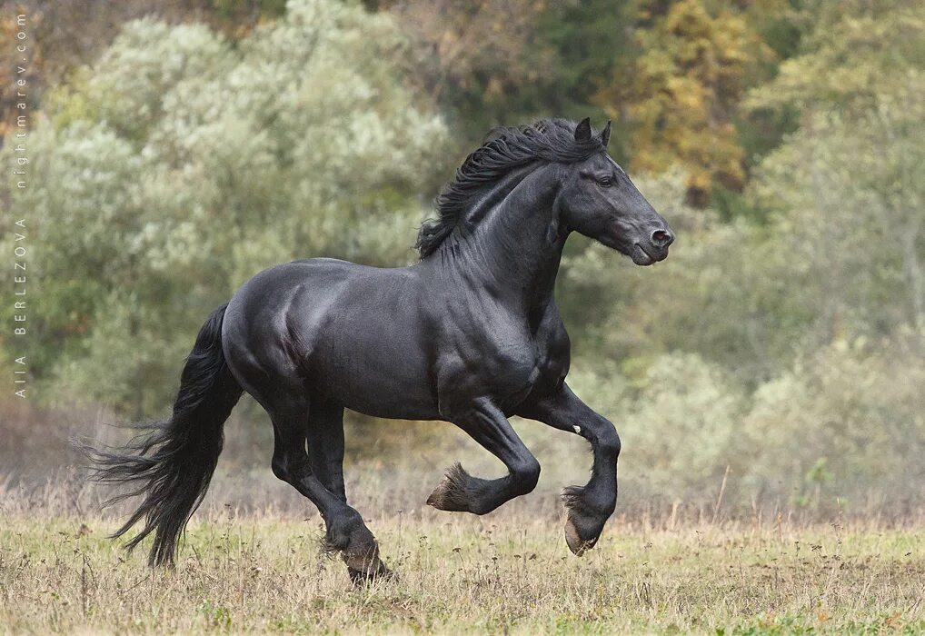 Черный конь скачет. Фризская лошадь галоп. Фризская лошадь Пинто. Вороной Мустанг иноходец. Вороная Фризская лошадь.