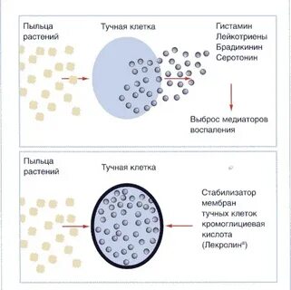 Стабилизатор мембрана клеток