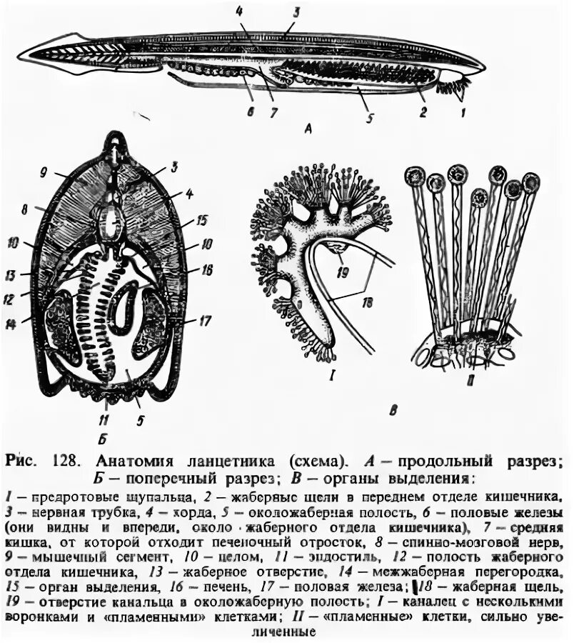 Органы чувств ланцетника. Строение нефридия ланцетника. Выделительная система ланцетника. Продольный срез ланцетника. Выделительная система ланцетника 7 класс.