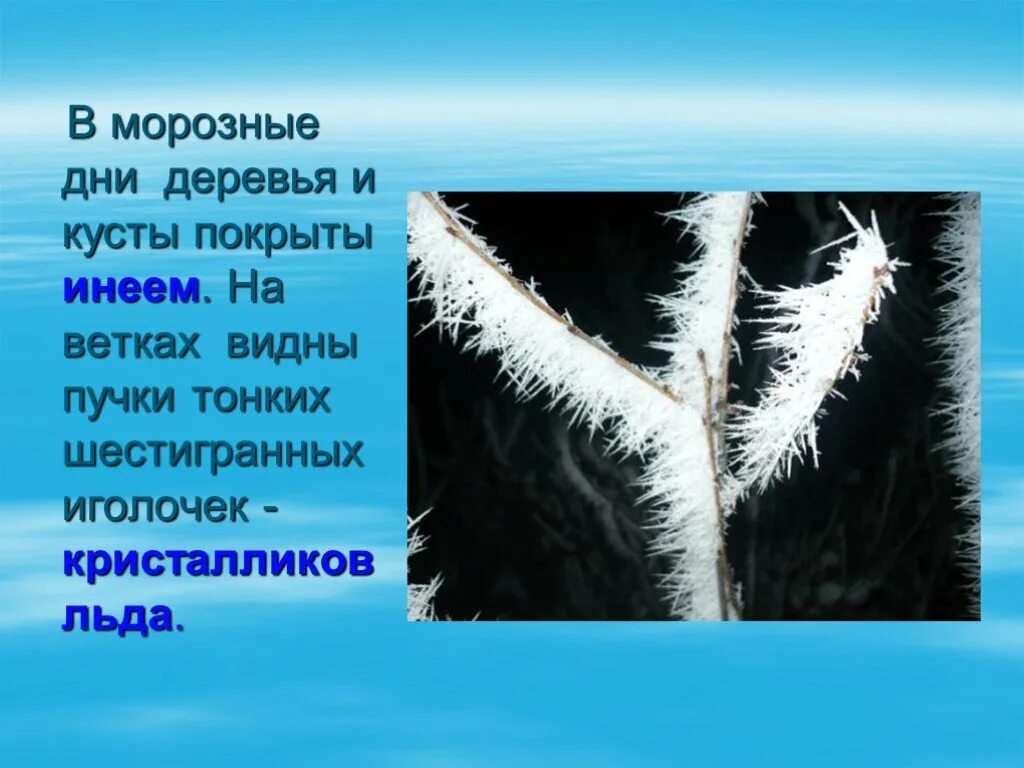 Вижу ветки вижу ветки 4. Морозные ветки. Иней для презентации. Интересные факты об инее. Морозная колючка.